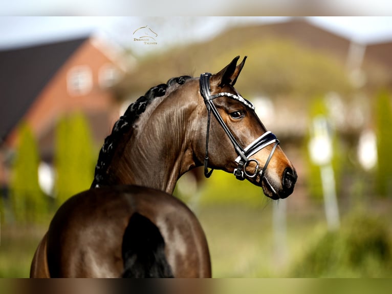 Dänisches Warmblut Stute 8 Jahre 167 cm Brauner in Steinfurt