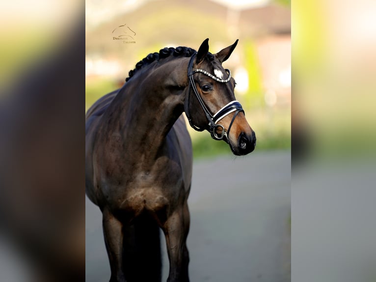Dänisches Warmblut Stute 8 Jahre 167 cm Brauner in Steinfurt