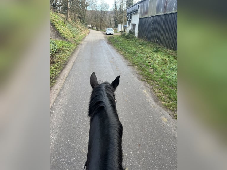 Dänisches Warmblut Stute 8 Jahre 170 cm Rappe in Lahr/Schwarzwald
