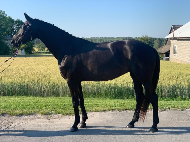 Dänisches Warmblut Stute 8 Jahre 171 cm Rappe in Ołudza, Szczekociny