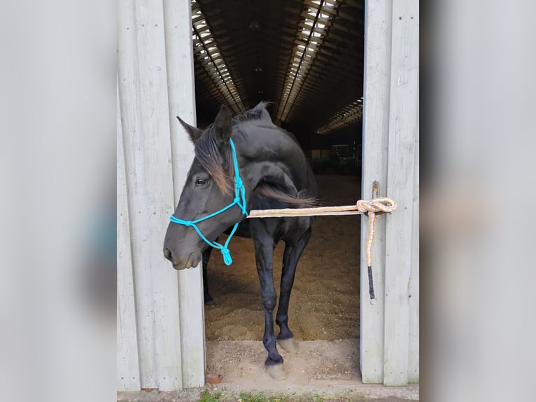 Dänisches Warmblut Stute 9 Jahre 160 cm Rappe in Flensburg