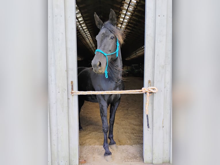 Dänisches Warmblut Stute 9 Jahre 160 cm Rappe in Flensburg