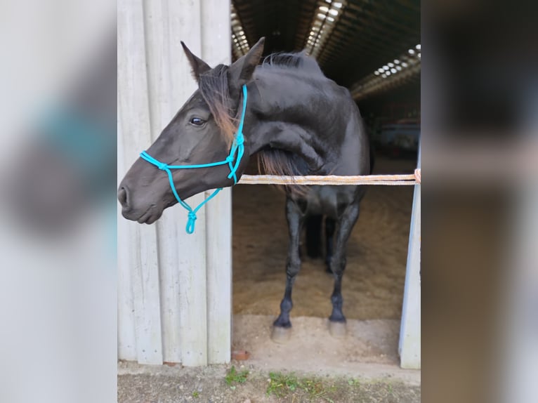 Dänisches Warmblut Stute 9 Jahre 160 cm Rappe in Flensburg