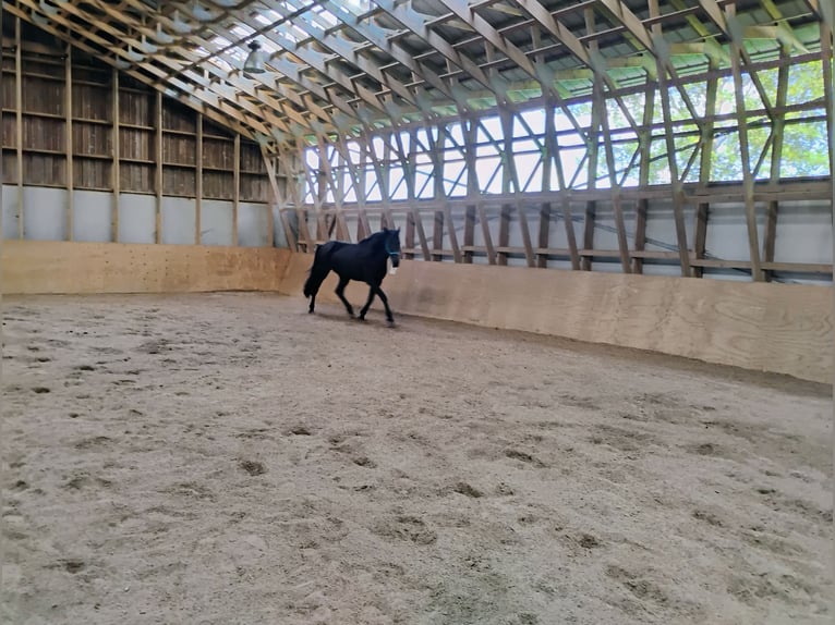 Dänisches Warmblut Stute 9 Jahre 160 cm Rappe in Flensburg