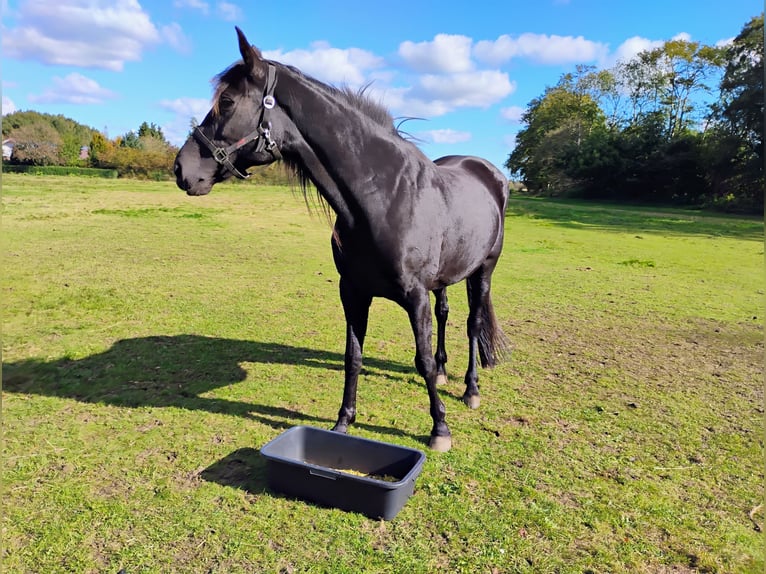 Dänisches Warmblut Stute 9 Jahre 160 cm Rappe in Flensburg