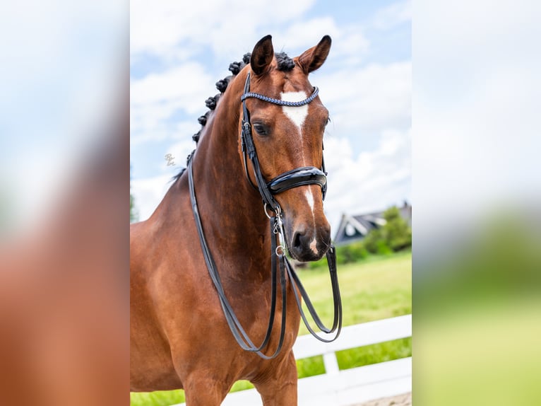 Dänisches Warmblut Stute 9 Jahre Brauner in Strijen