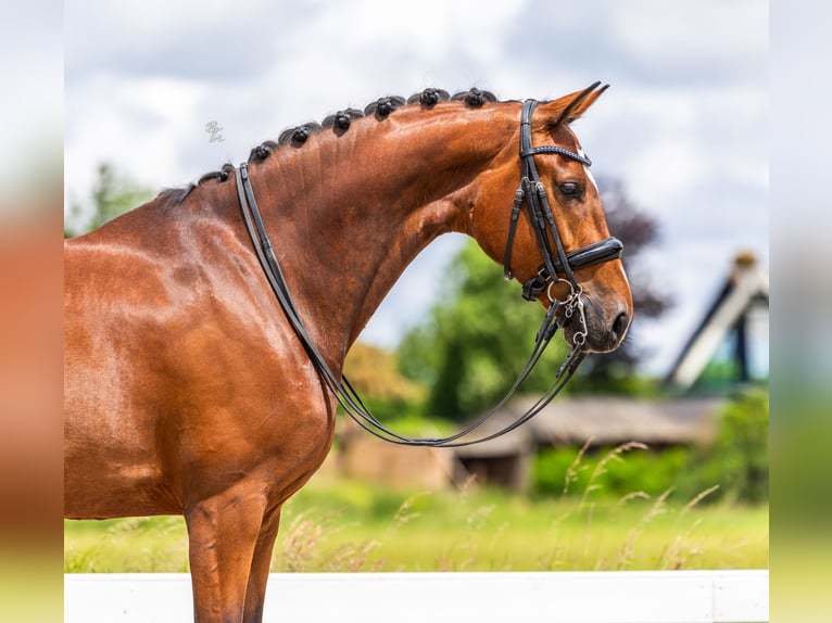 Dänisches Warmblut Stute 9 Jahre Brauner in Strijen