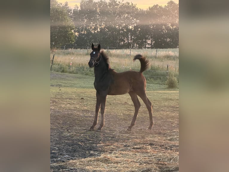 Dänisches Warmblut Stute Fohlen (03/2026) 170 cm Brauner in Kolind