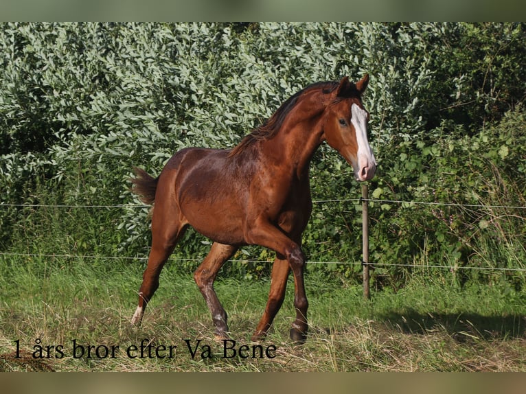 Dänisches Warmblut Stute Fohlen (06/2024) 170 cm in Asperup