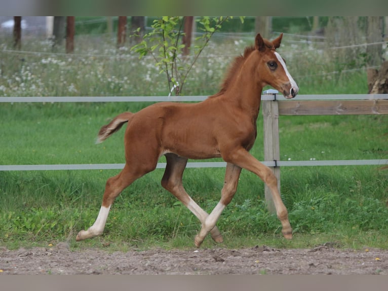 Dänisches Warmblut Stute Fohlen (06/2024) 170 cm in Asperup