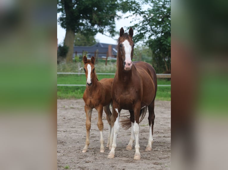 Dänisches Warmblut Stute Fohlen (06/2024) 170 cm in Asperup