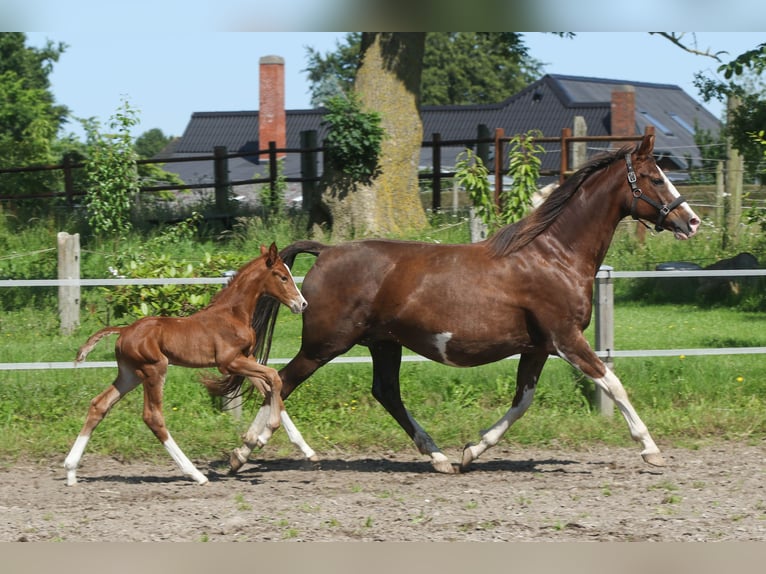 Dänisches Warmblut Stute Fohlen (06/2024) 170 cm in Asperup