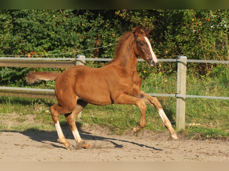 Dänisches Warmblut Stute Fohlen (06/2024) 170 cm in Asperup