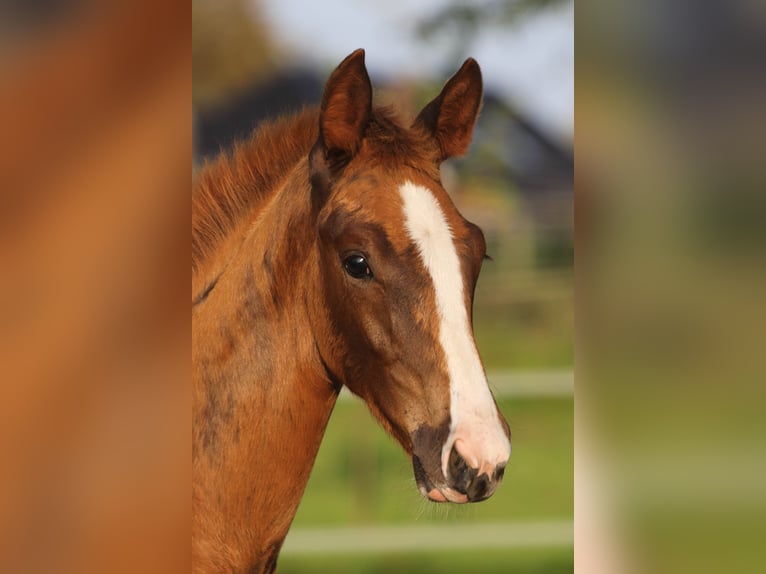 Dänisches Warmblut Stute Fohlen (06/2024) 170 cm in Asperup