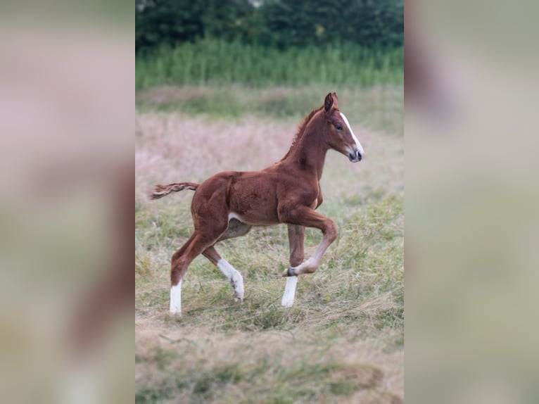 Dänisches Warmblut Stute Fohlen (06/2024) 170 cm in Asperup