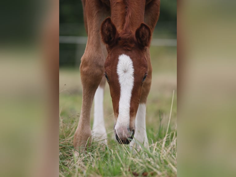 Dänisches Warmblut Stute Fohlen (06/2024) 170 cm in Asperup