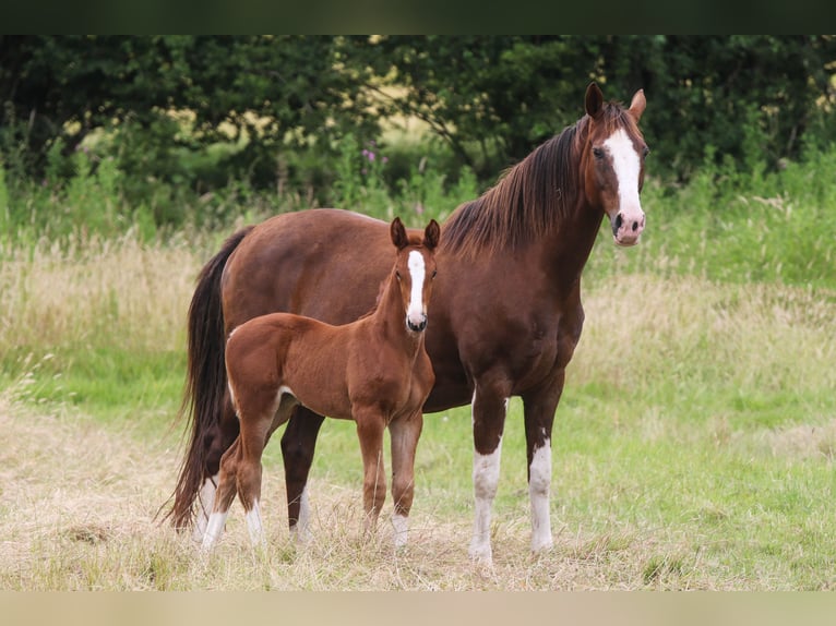 Dänisches Warmblut Stute Fohlen (06/2024) 170 cm in Asperup