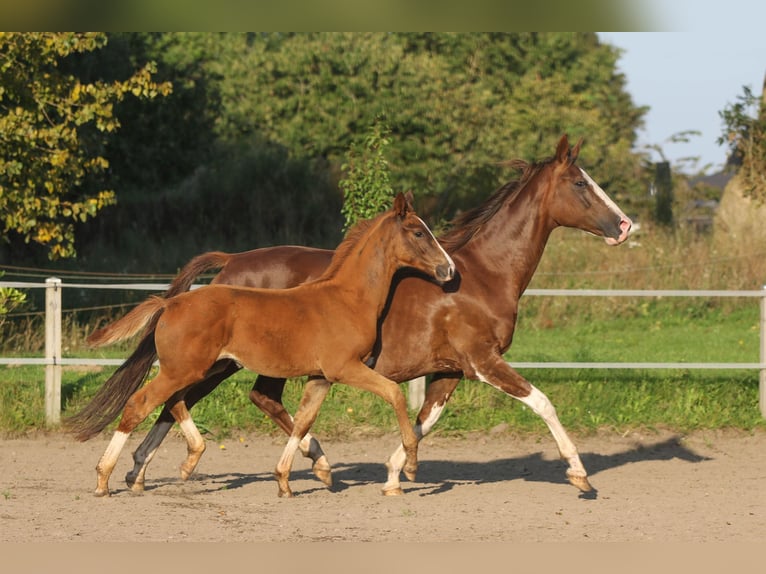 Dänisches Warmblut Stute Fohlen (06/2024) 170 cm in Asperup