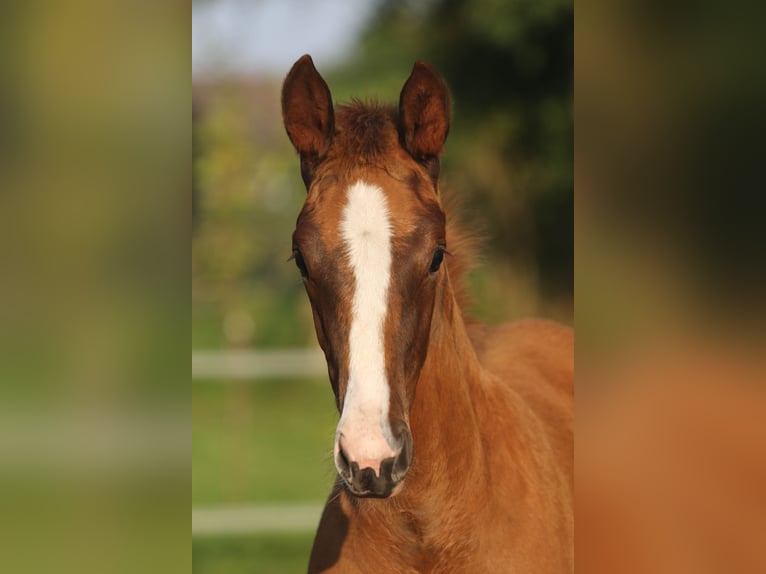 Dänisches Warmblut Stute Fohlen (06/2024) 170 cm in Asperup