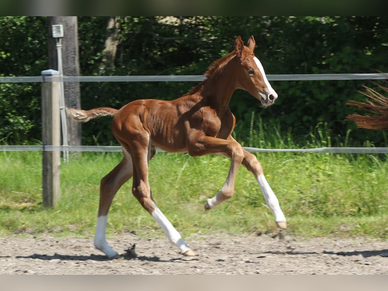 Dänisches Warmblut Stute Fohlen (06/2024) 170 cm in Asperup