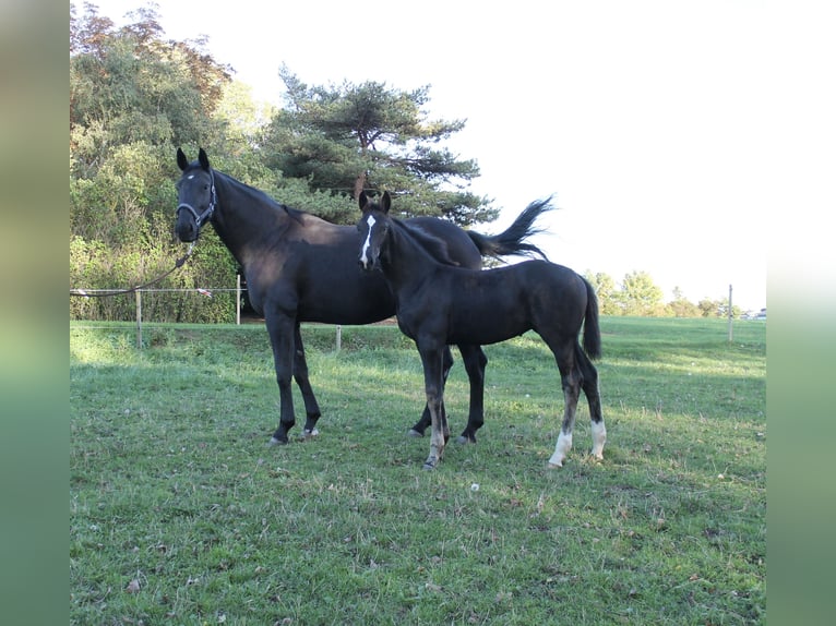 Dänisches Warmblut Stute Fohlen (06/2026) 172 cm Rappe in Nørre Alslev