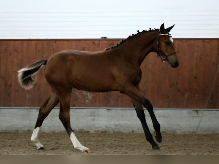 Dänisches Warmblut Stute Fohlen (03/2024) 175 cm Brauner in Herlufmagle