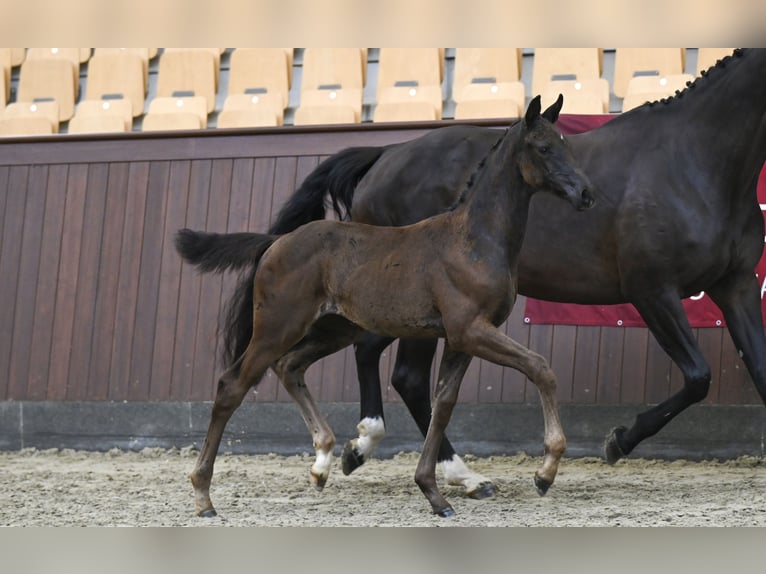 Dänisches Warmblut Stute Fohlen (05/2025) in Glamsbjerg