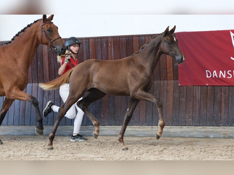 Dänisches Warmblut Stute Fohlen (04/2025) in Glamsbjerg