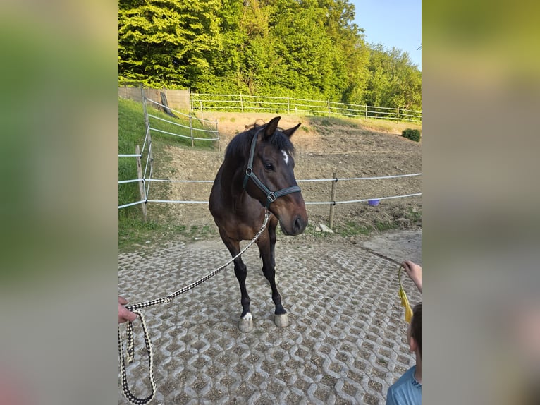Dänisches Warmblut Wallach 10 Jahre 165 cm Dunkelbrauner in Kapfenstein