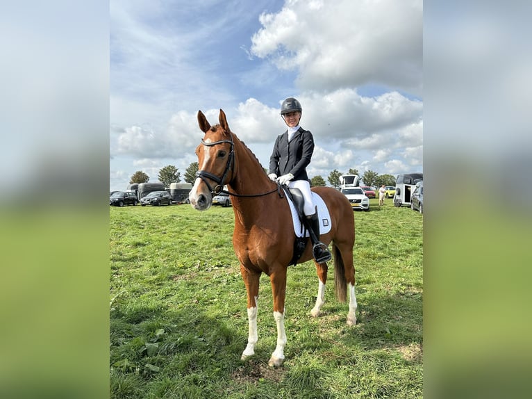 Dänisches Warmblut Wallach 10 Jahre 169 cm Dunkelfuchs in Luxembourg