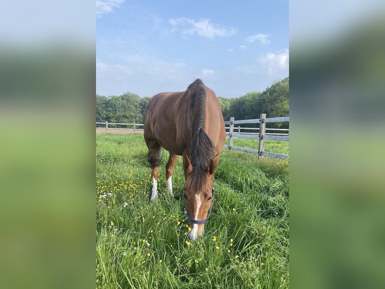 Dänisches Warmblut Wallach 10 Jahre 169 cm Dunkelfuchs in Luxembourg