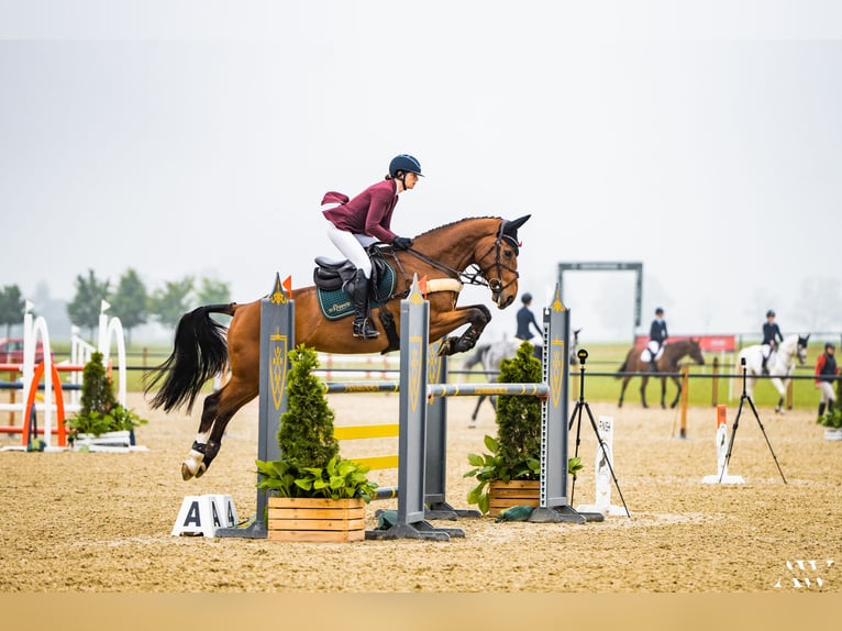 Dänisches Warmblut Wallach 10 Jahre 170 cm Hellbrauner in Næstved