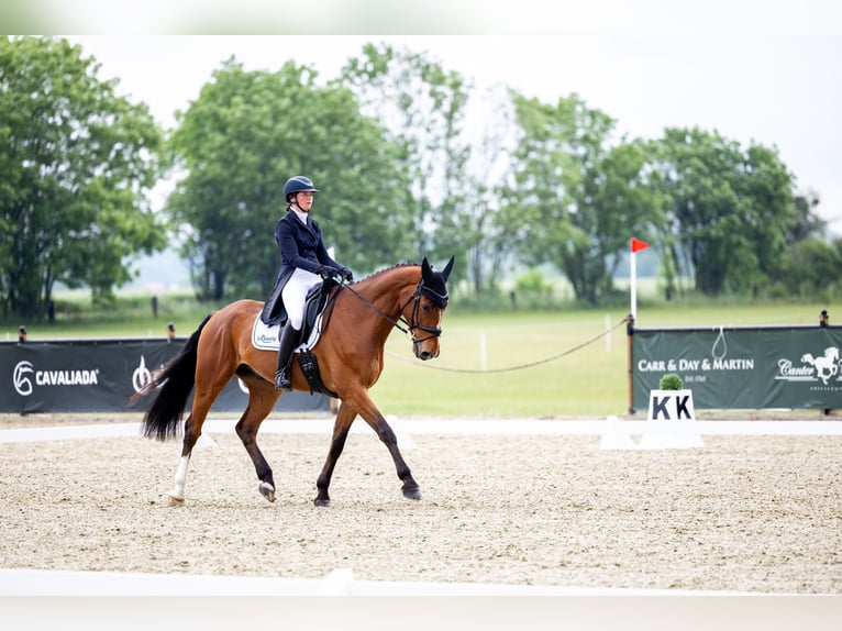 Dänisches Warmblut Wallach 10 Jahre 170 cm Hellbrauner in Næstved