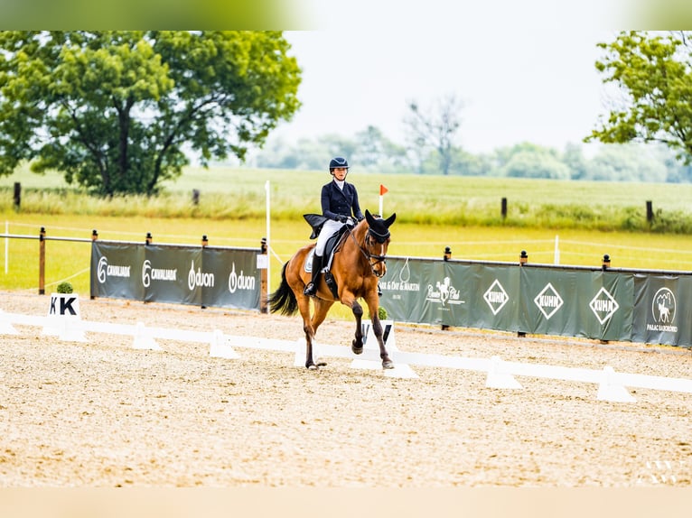 Dänisches Warmblut Wallach 10 Jahre 170 cm Hellbrauner in Næstved