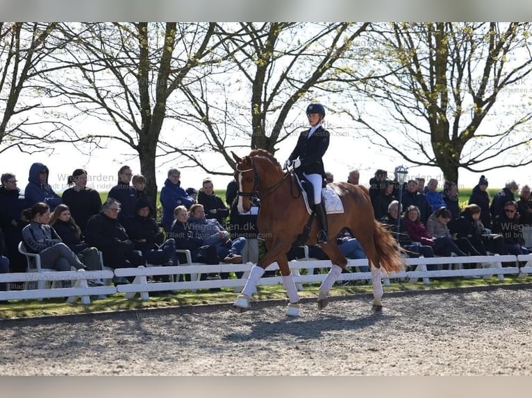 Dänisches Warmblut Wallach 10 Jahre 178 cm Fuchs in Holstebro