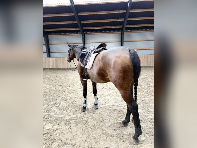Dänisches Warmblut Wallach 10 Jahre 180 cm Hellbrauner in Aallborg