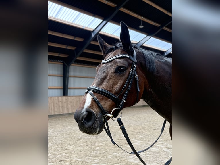 Dänisches Warmblut Wallach 10 Jahre 180 cm Hellbrauner in Aallborg