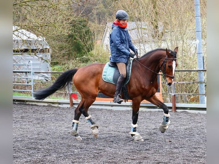 Dänisches Warmblut Wallach 11 Jahre 167 cm Brauner in Kotzen