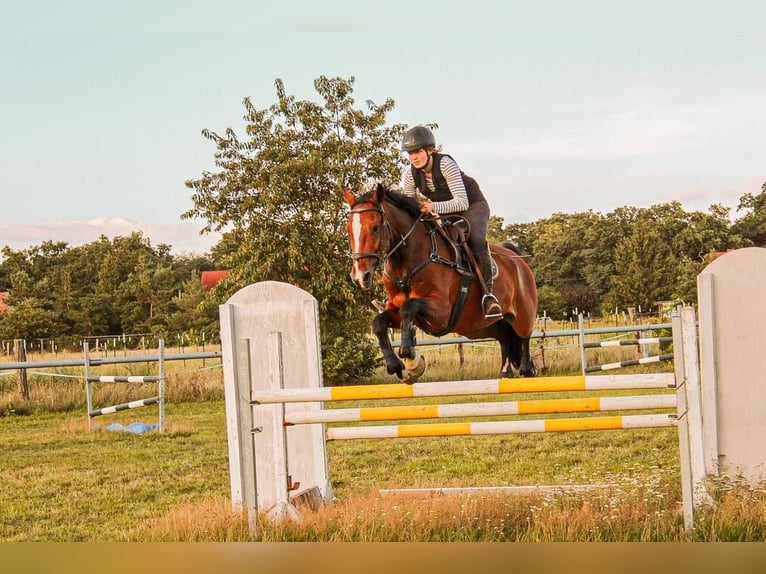 Dänisches Warmblut Wallach 11 Jahre 167 cm Brauner in Kotzen