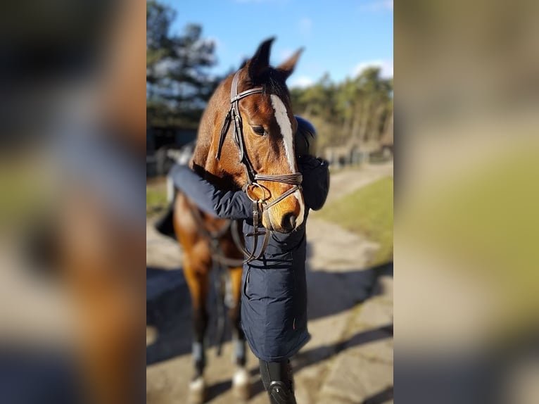 Dänisches Warmblut Wallach 11 Jahre 167 cm Brauner in Kotzen