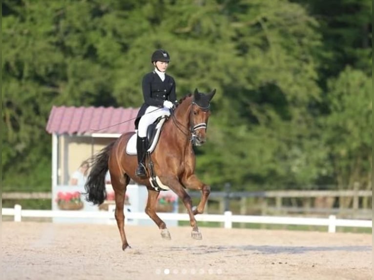 Dänisches Warmblut Wallach 11 Jahre 168 cm Dunkelfuchs in Harlosa