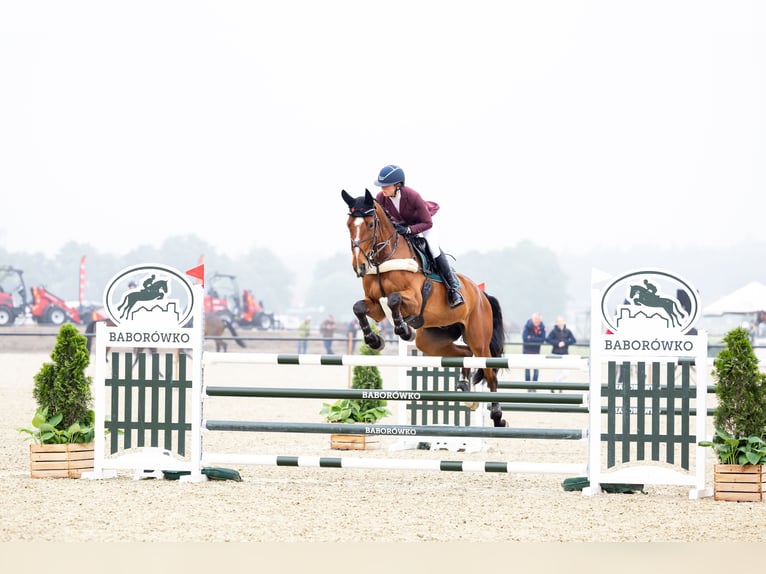 Dänisches Warmblut Wallach 11 Jahre 170 cm Hellbrauner in Næstved