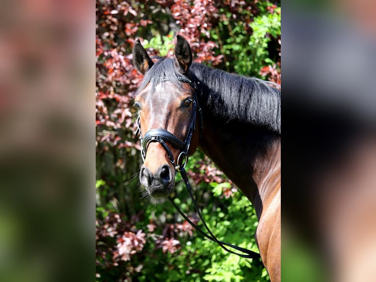 Dänisches Warmblut Wallach 11 Jahre 172 cm Dunkelbrauner in Schwäbisch Hall