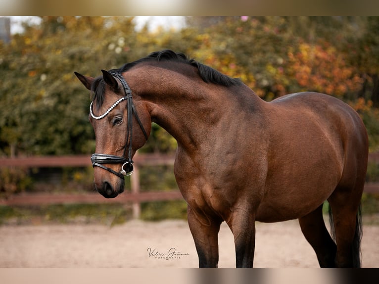 Dänisches Warmblut Wallach 11 Jahre 174 cm Brauner in Blekendorf