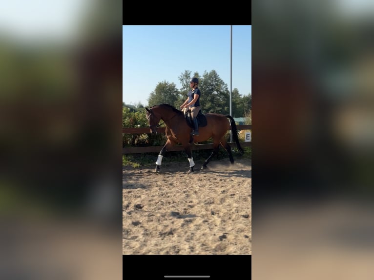 Dänisches Warmblut Wallach 11 Jahre 174 cm Brauner in Blekendorf