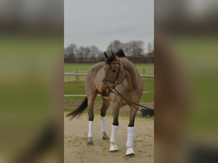 Dänisches Warmblut Wallach 11 Jahre 175 cm Brauner in Geilenkirchen