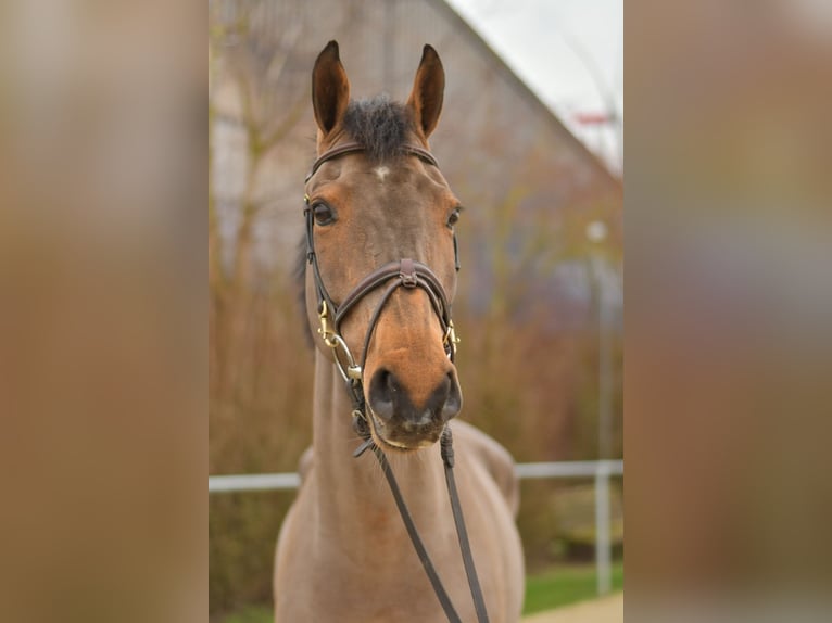 Dänisches Warmblut Wallach 11 Jahre 175 cm Brauner in Geilenkirchen