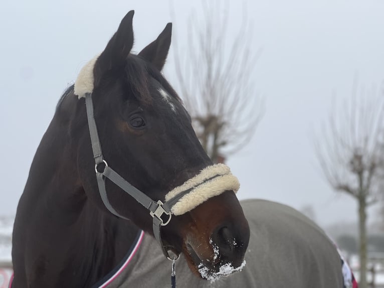 Dänisches Warmblut Wallach 11 Jahre in Senden