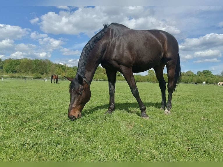 Dänisches Warmblut Wallach 11 Jahre in Senden