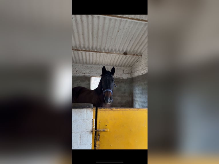 Dänisches Warmblut Wallach 12 Jahre 163 cm Dunkelbrauner in limassol